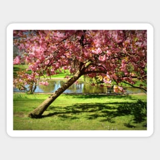 An English Landscaped Park in Spring Magnet